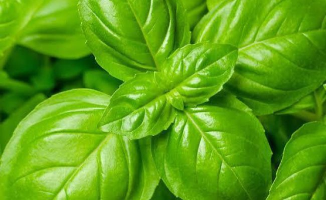 Fresh Genovese basil