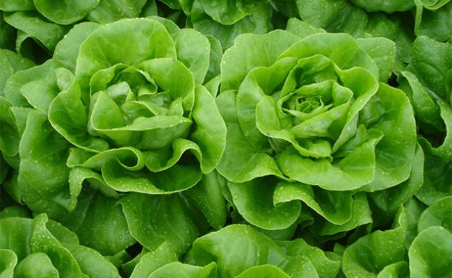 Fresh butterhead lettuce