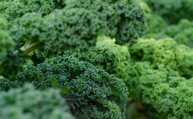 Fresh curly kale