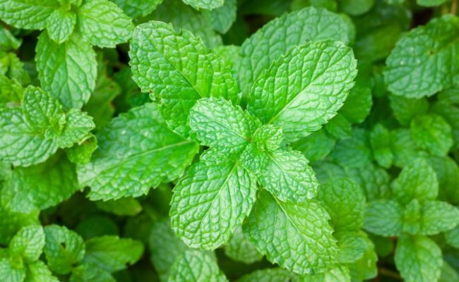 Fresh mint leaves